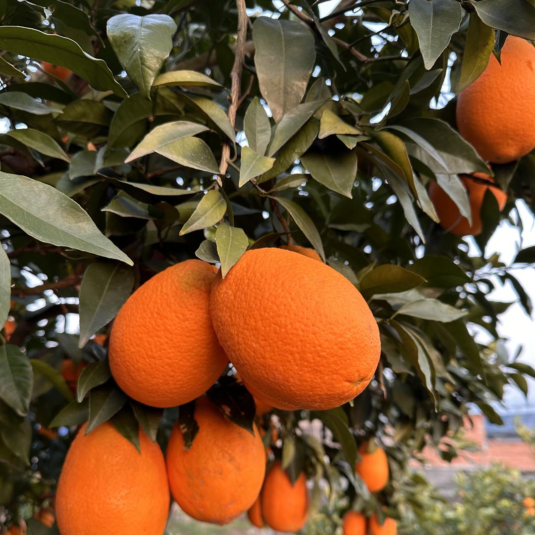 奉节脐橙(西南仓)