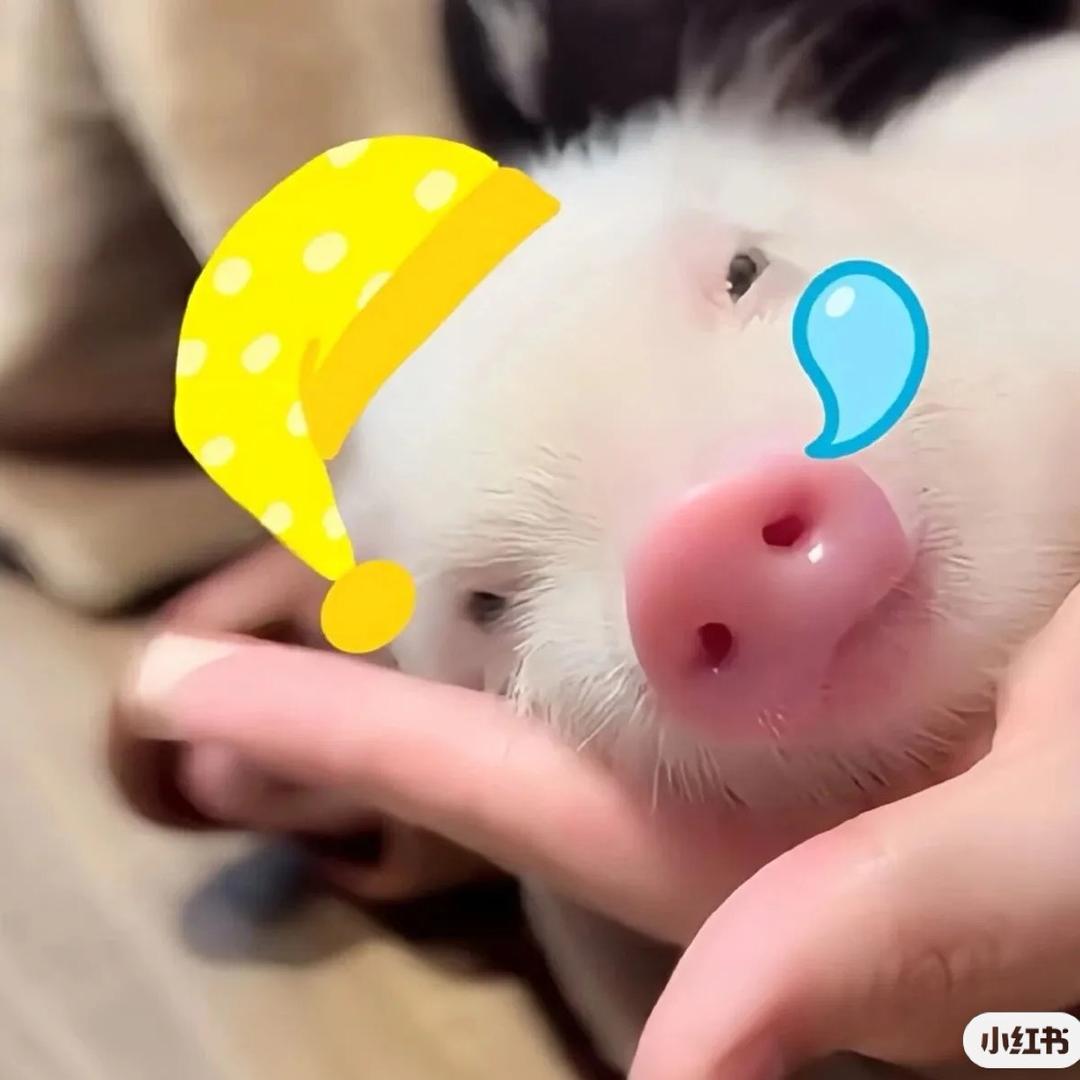 要喂不要喂
