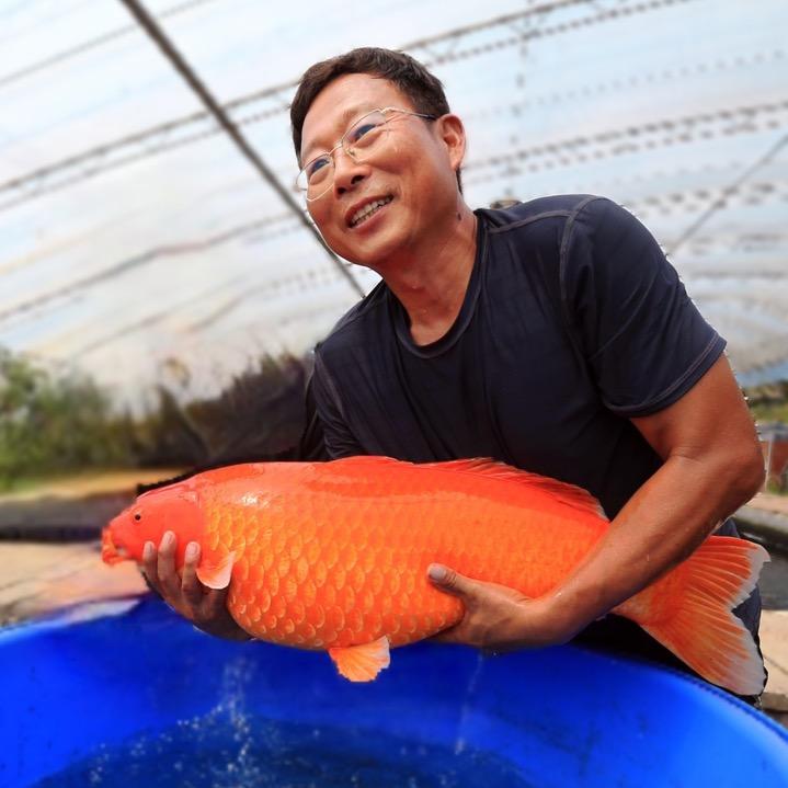 峰泽园锦鲤