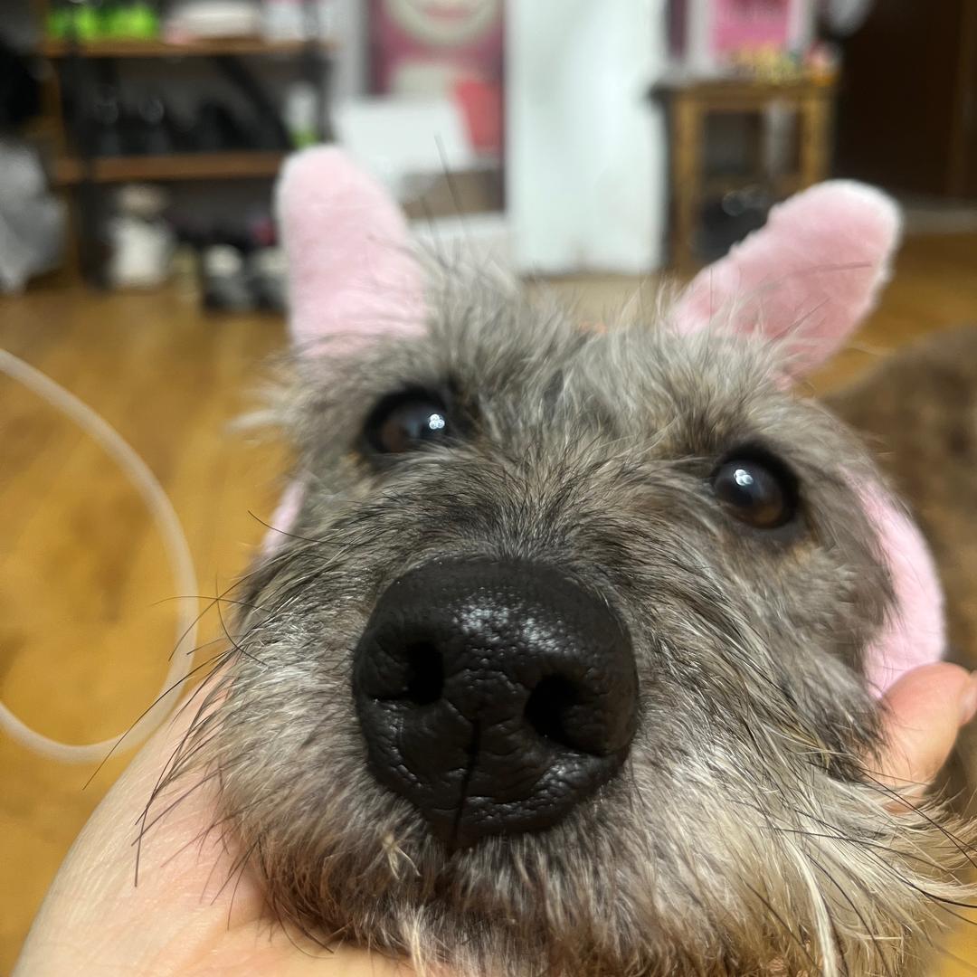 斑马