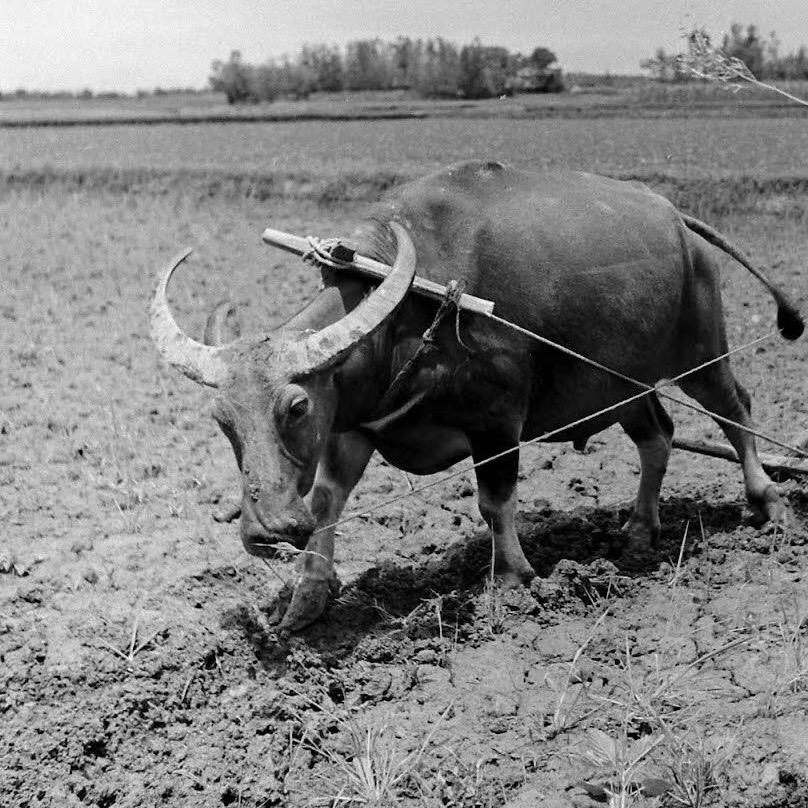 东帝汶大恐龙🦖