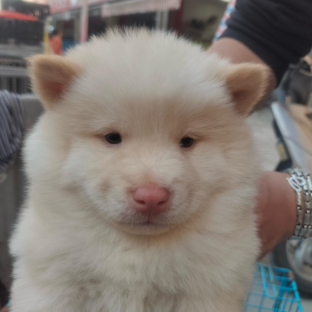 权哥萌宠馆（广西土松）