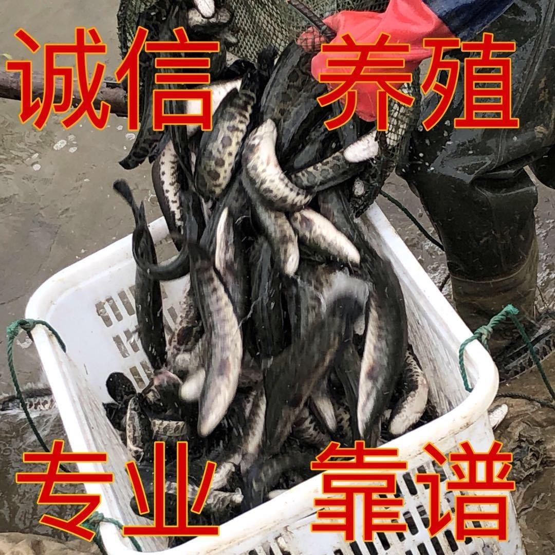 越畅黑鱼苗养殖基地