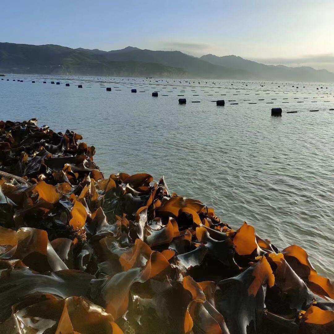 森洋严选霞浦海带