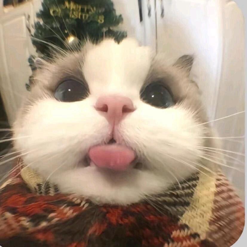 俺滴小鱼干呢😿