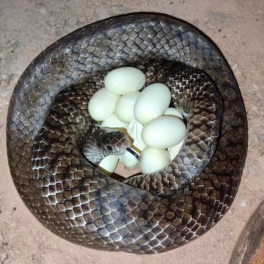 开🚲 养殖水律蛇