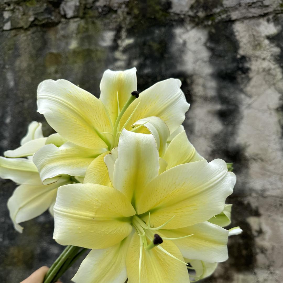 百花争鲜