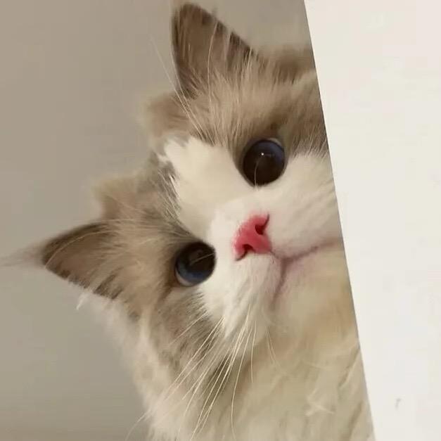 @煲仔小肥羊.
