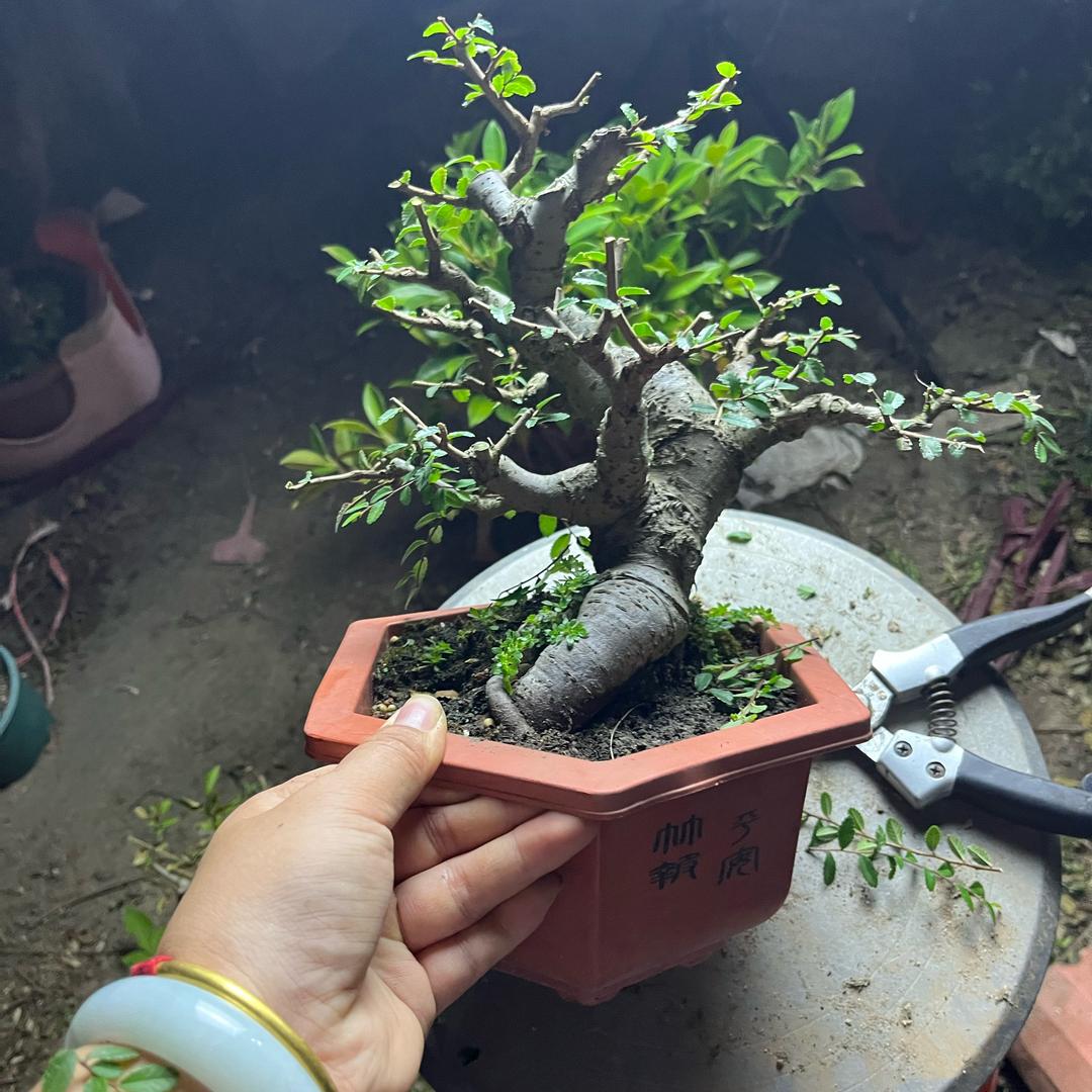 鸡鸭鹅家禽批发