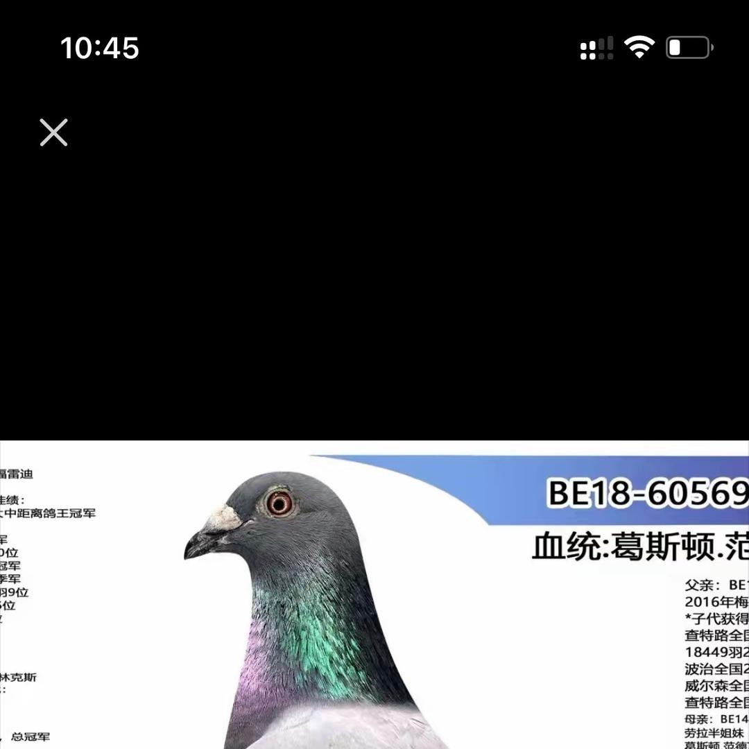 天落鸟赛鸽精品店