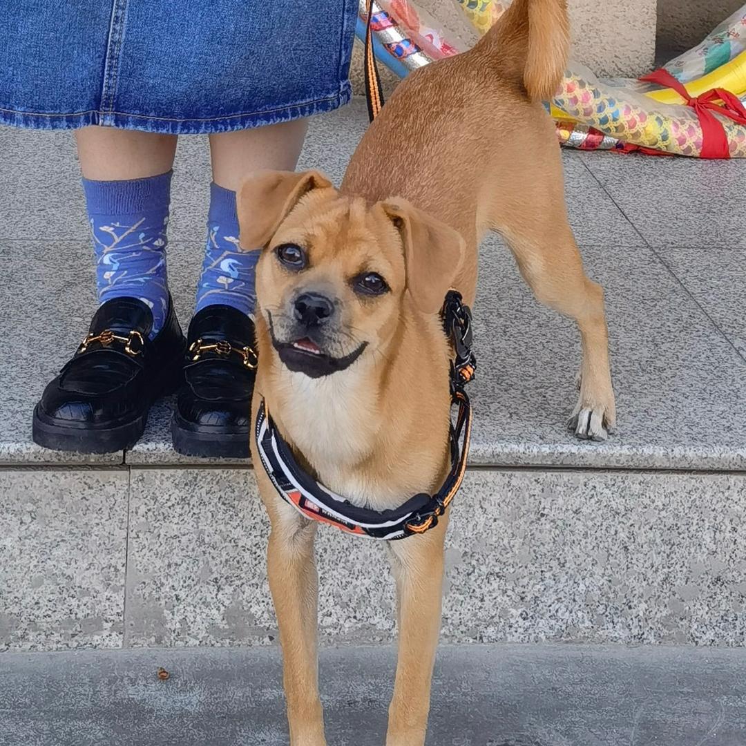 爱吃橘子的好人