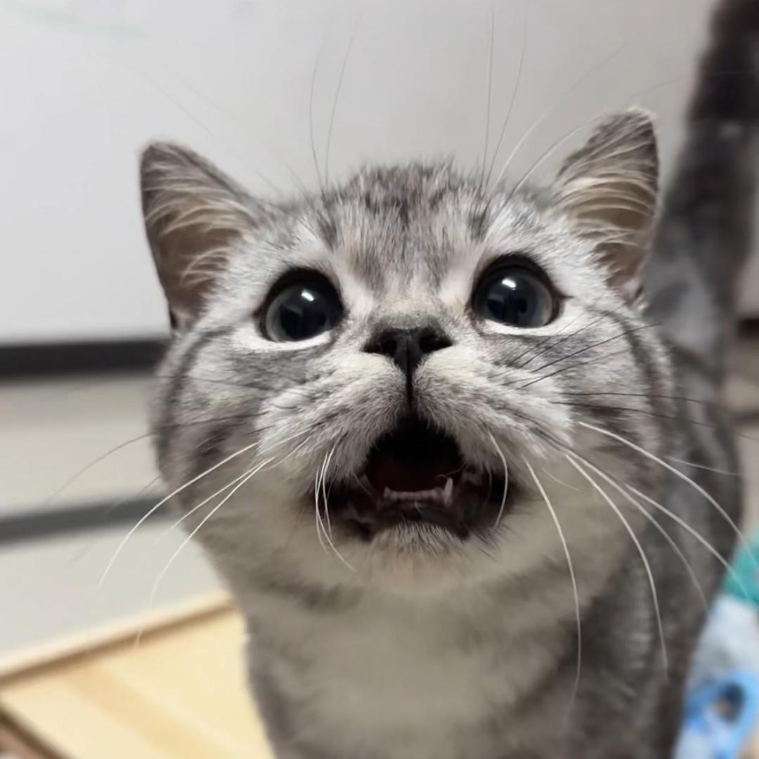 川渝小暴龙吖🦖