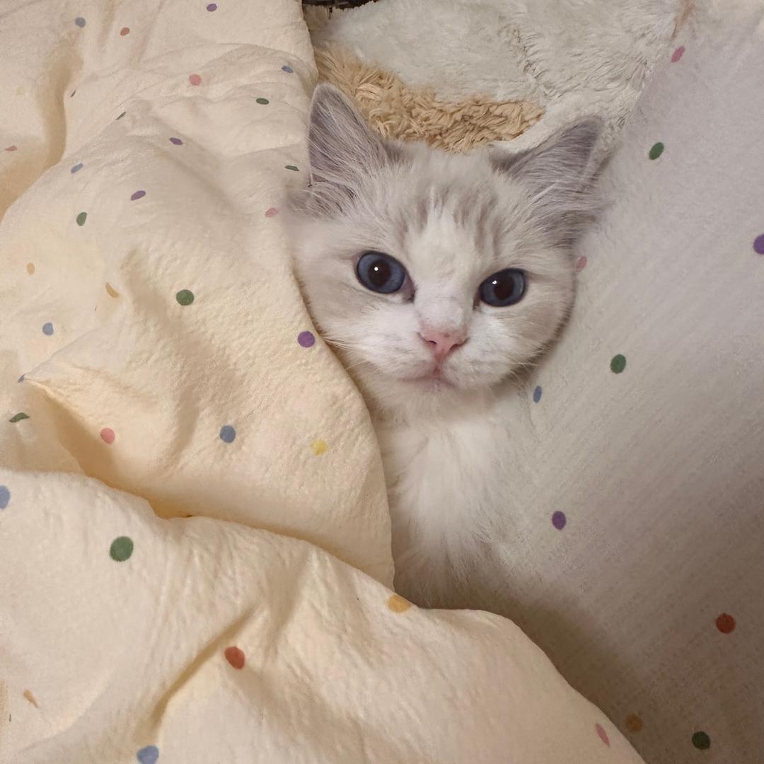 幸福烤土豆丝儿