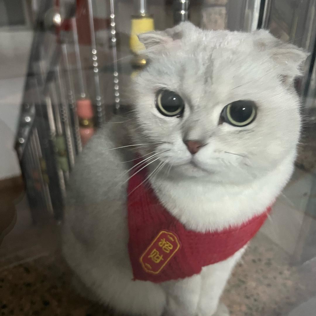 一一是只猫🐱