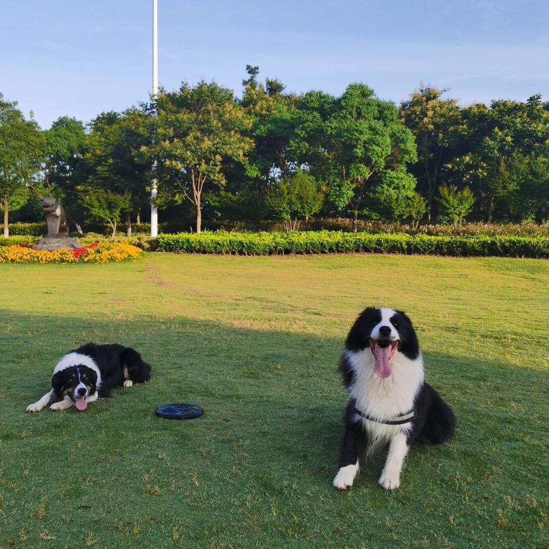 阿超犬舍💋（宠物繁殖，定金留狗、