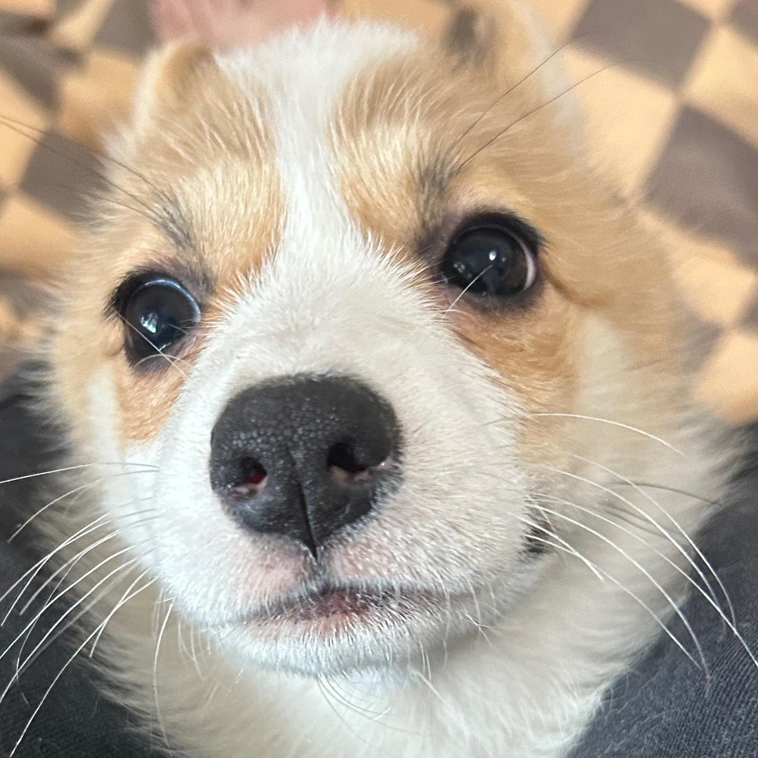 我是狗