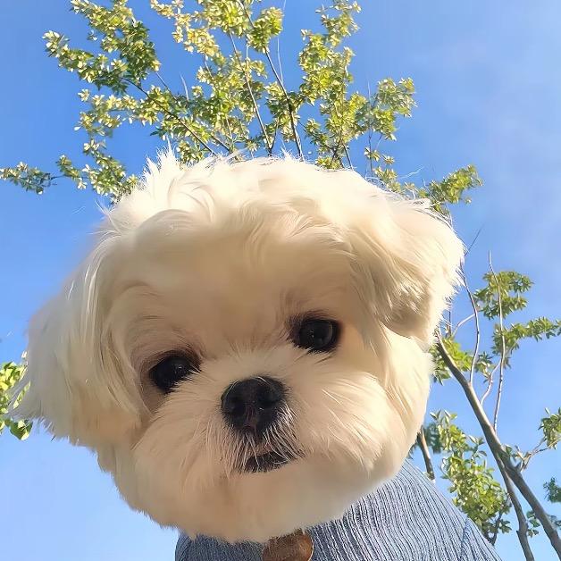 旺仔小丸子