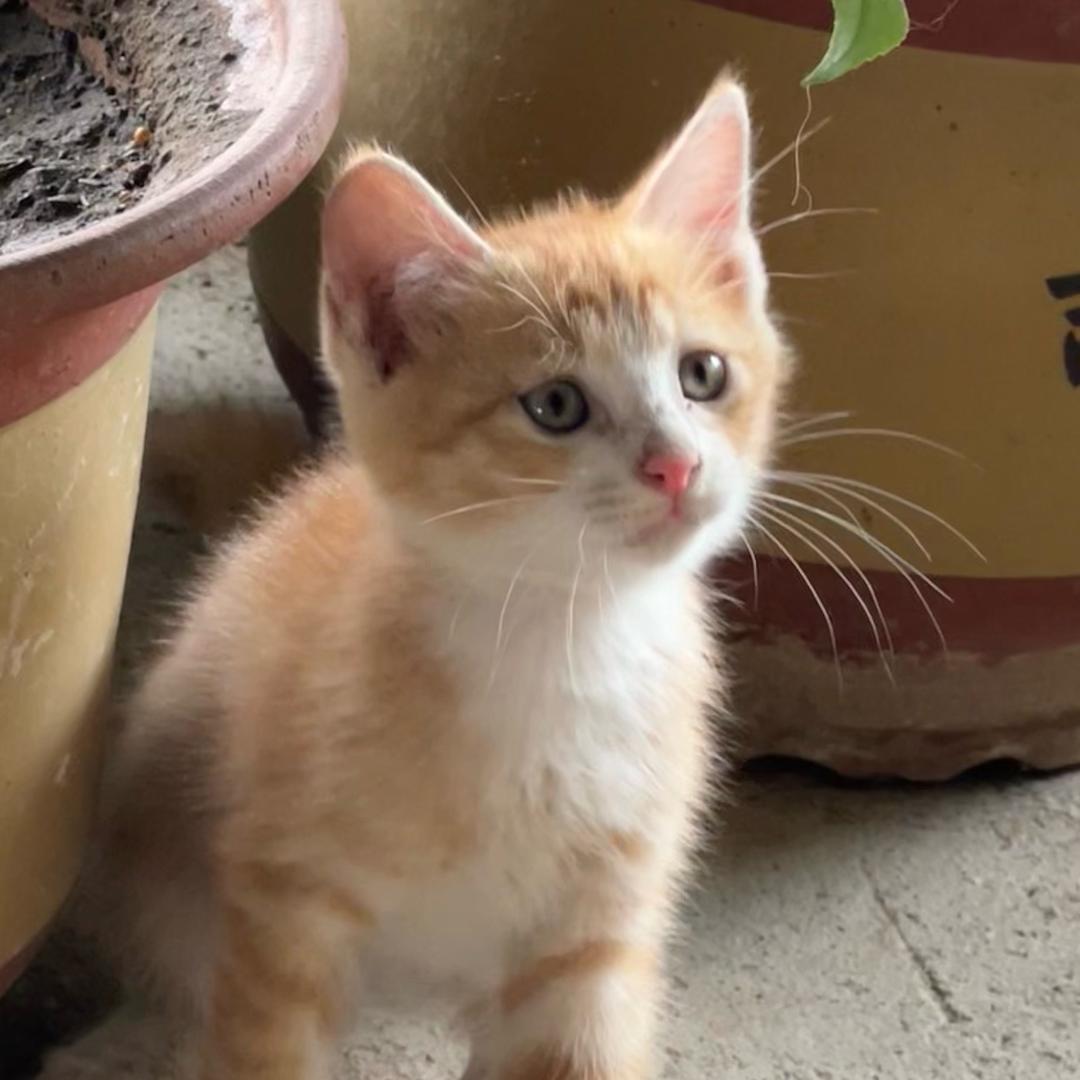 六只小猫咪