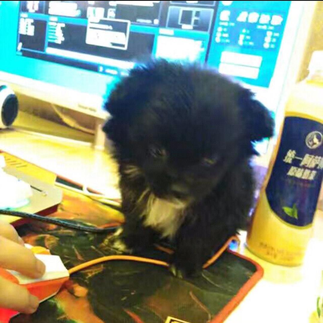 瞿多多
