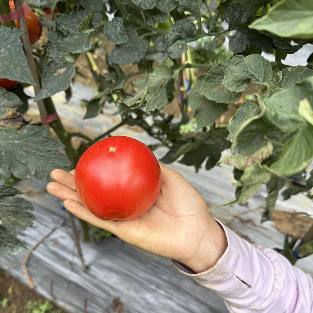 臻选阁农产品销售
