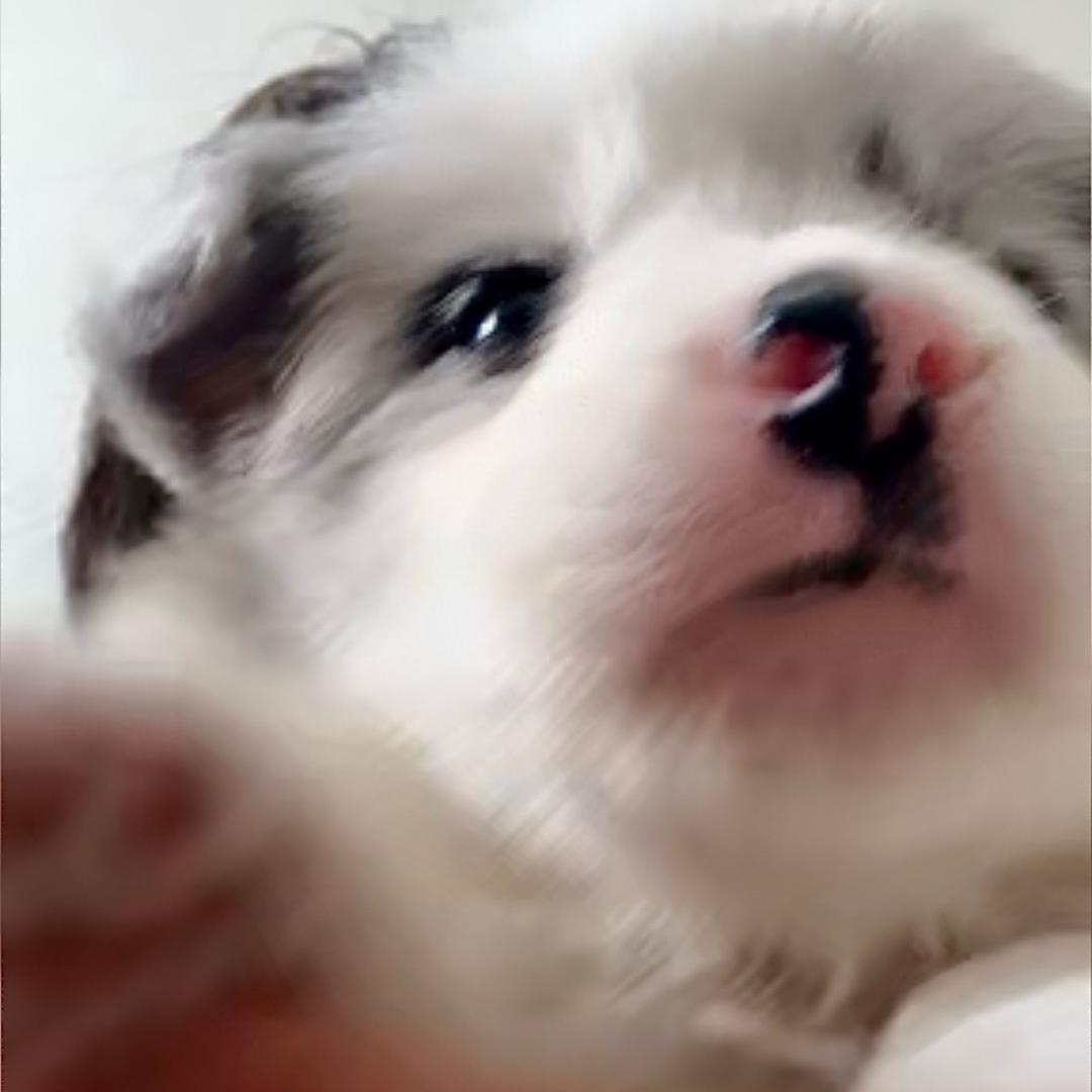 超级麦旋风