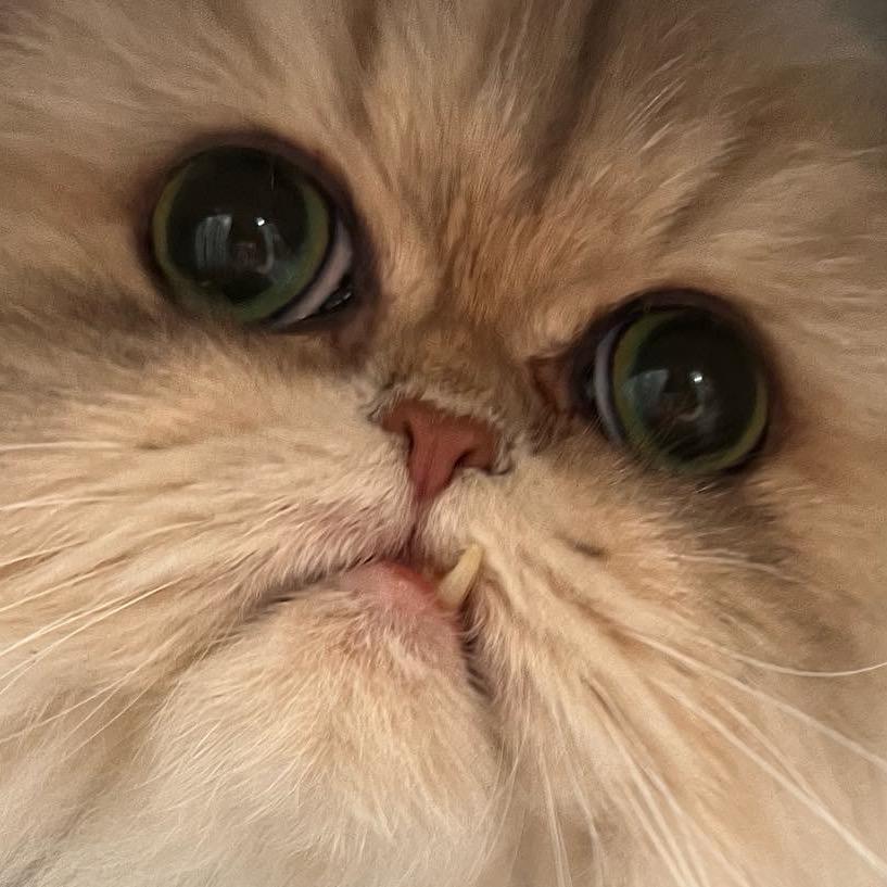 游泳池纠察队（复活版）