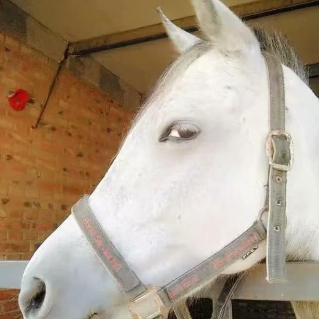 一只眼神犀利的马匹