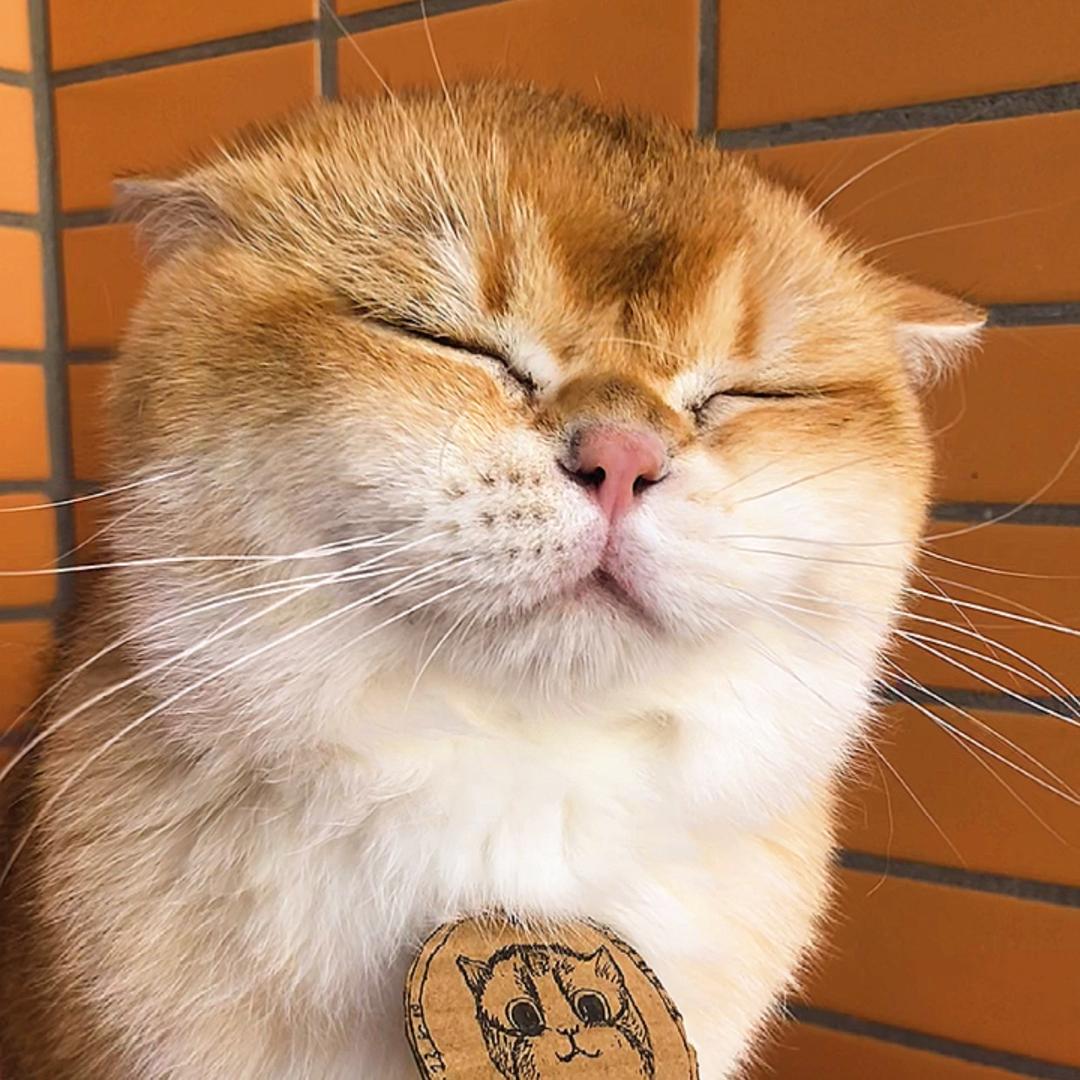 胖维是只🐱