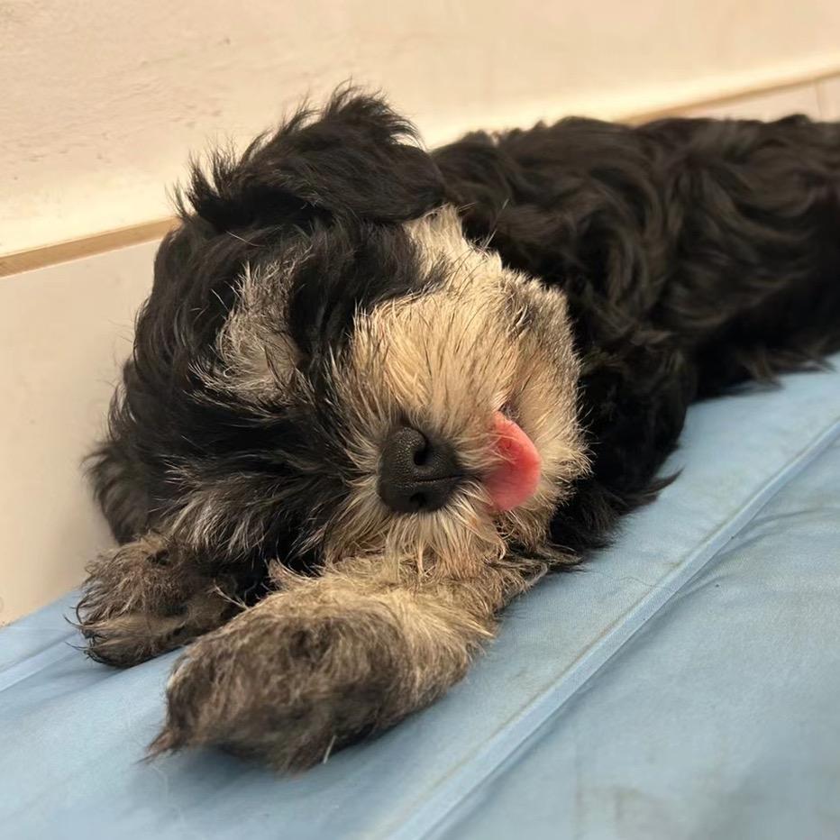 优宠宠物美容店官方号