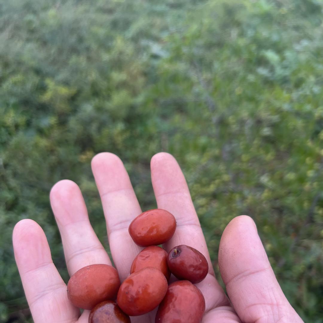 乡宁荒山缘酸枣开发有限公司