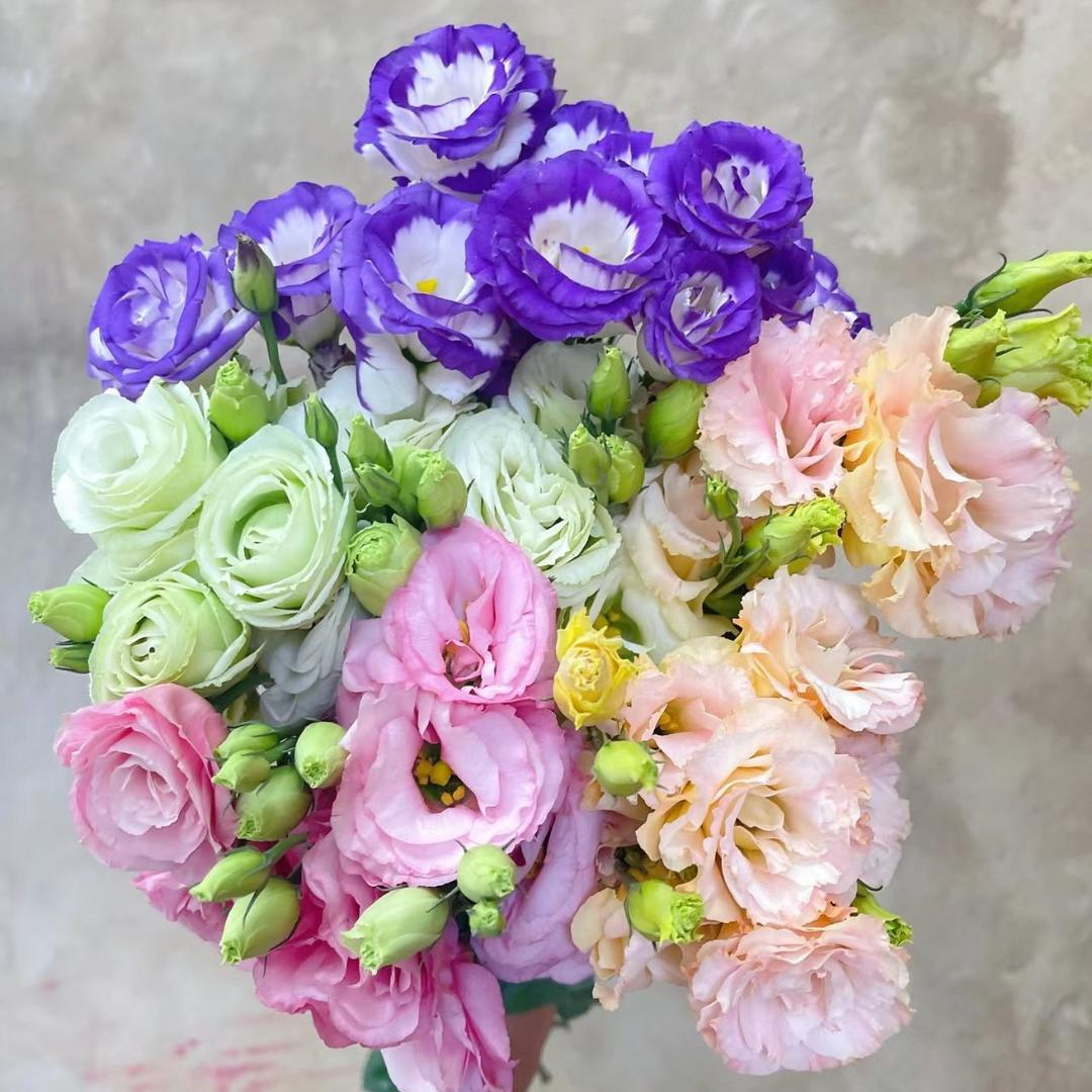 昆明晴天花苗基地