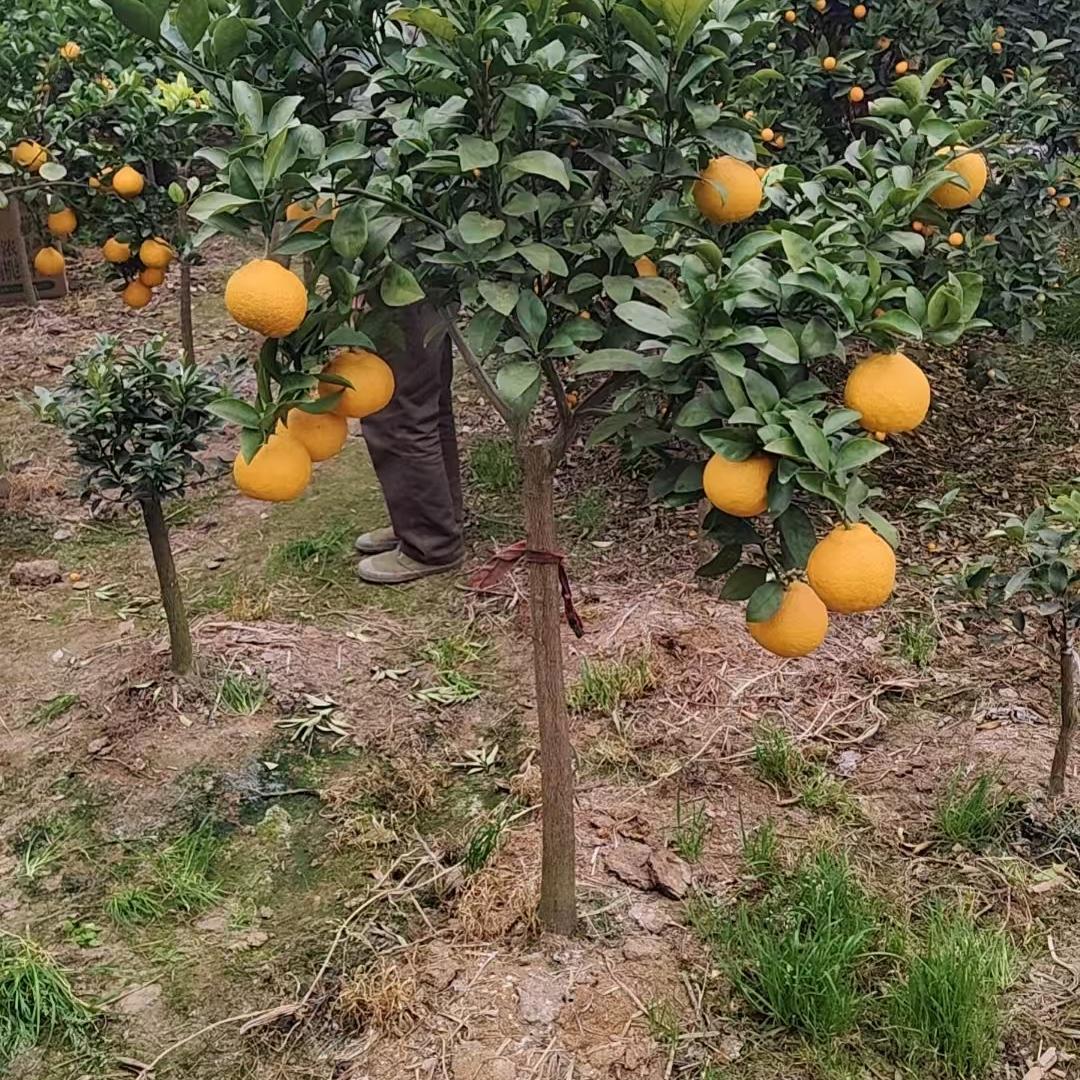 浙江金华果树园