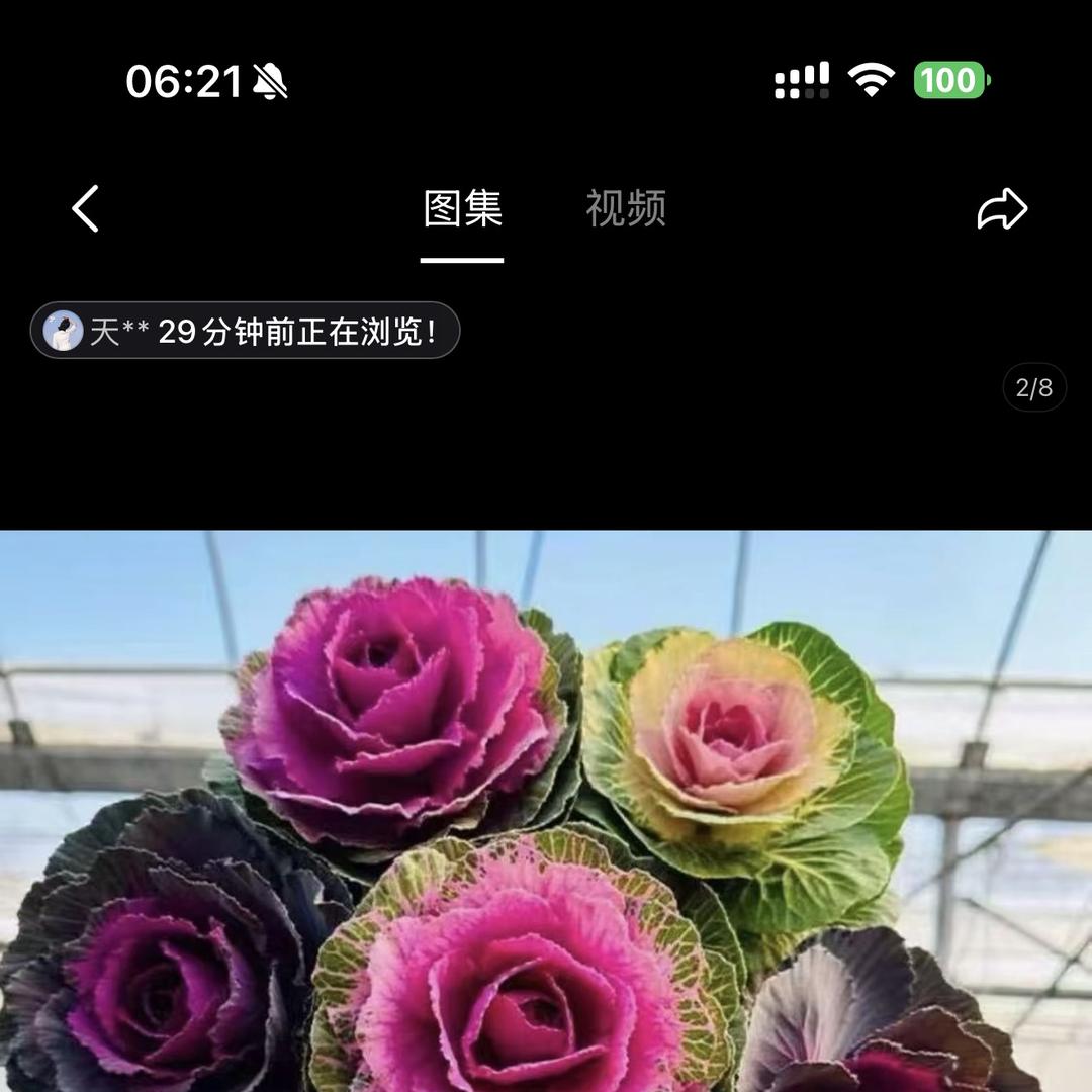 燕子花卉基地