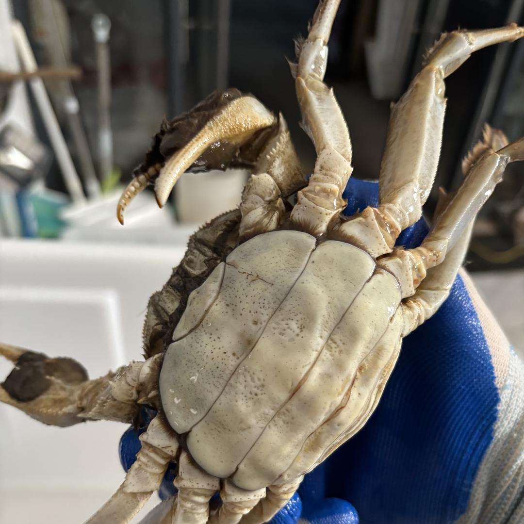 品好多水产甄选店九指大闸蟹