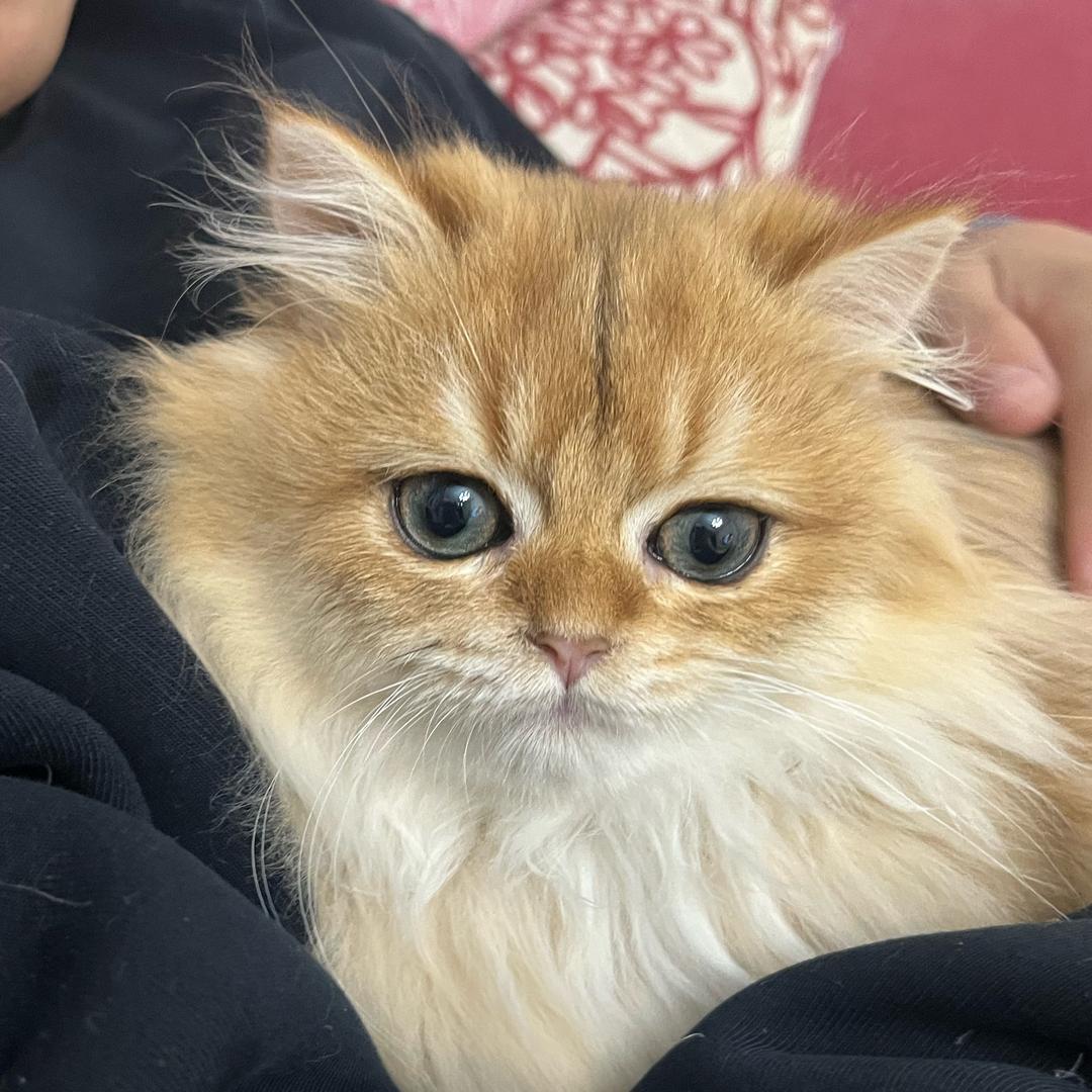 金渐层和狸三花