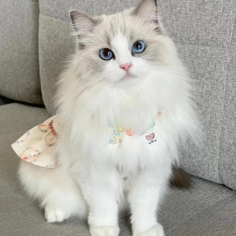 奶球布偶猫