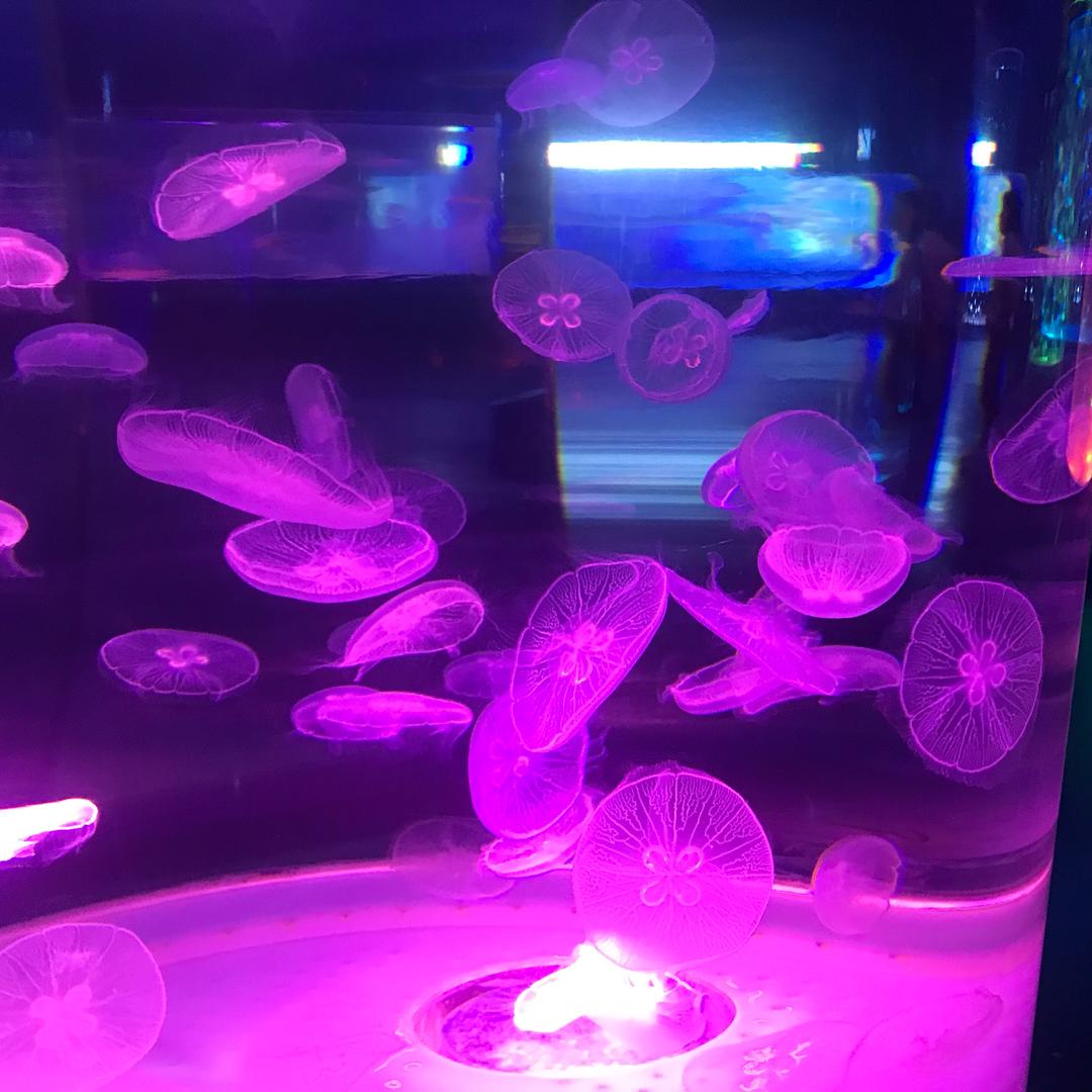 鸿立