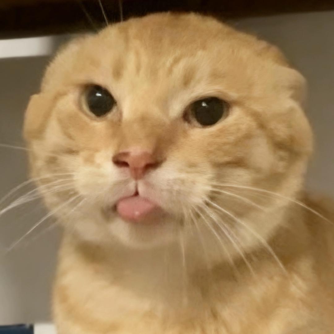 猫耋之年（小空空）