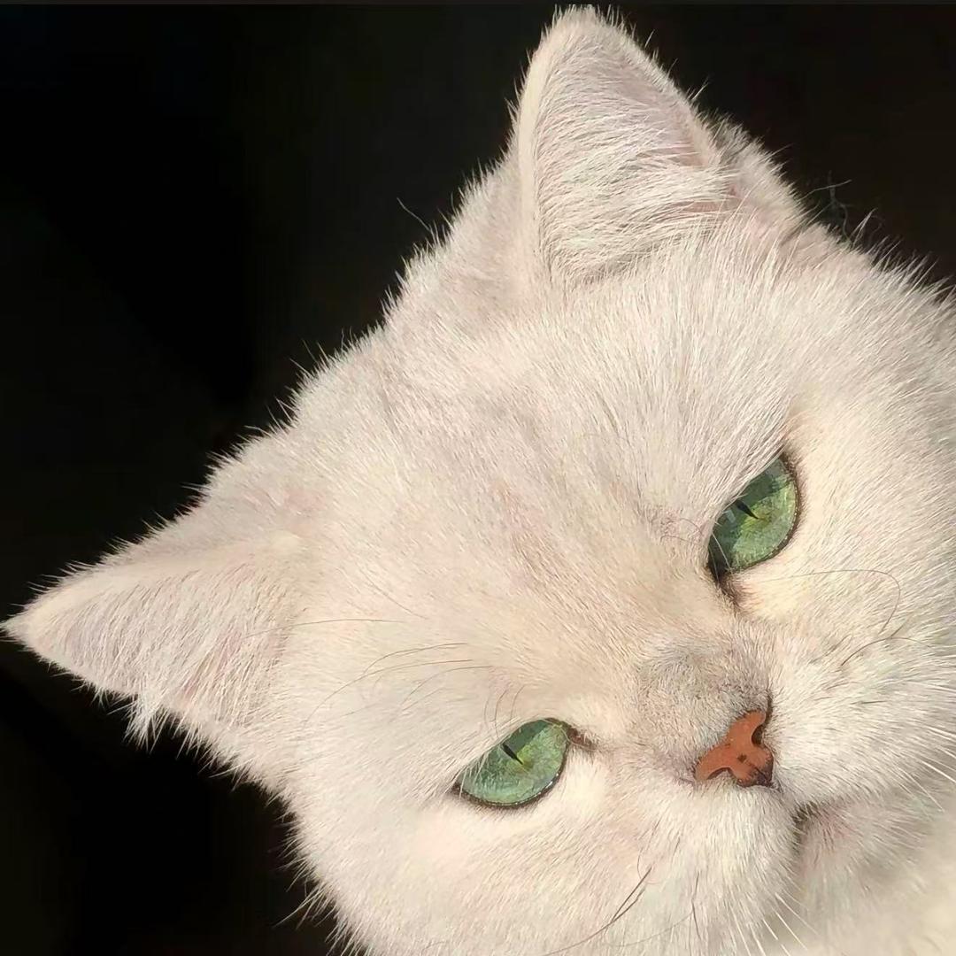 给生活比个叶✌️