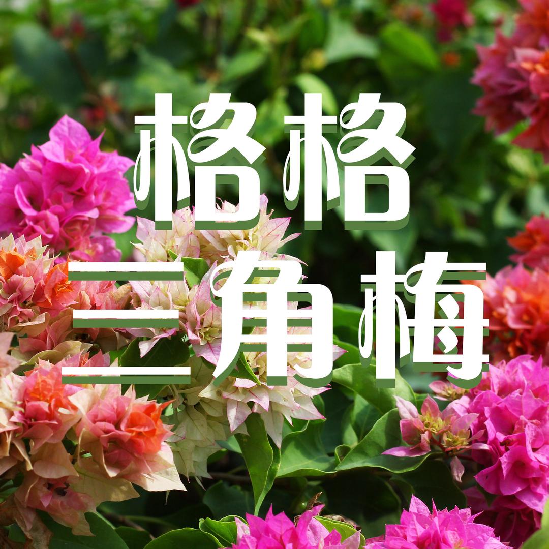 格格三角梅