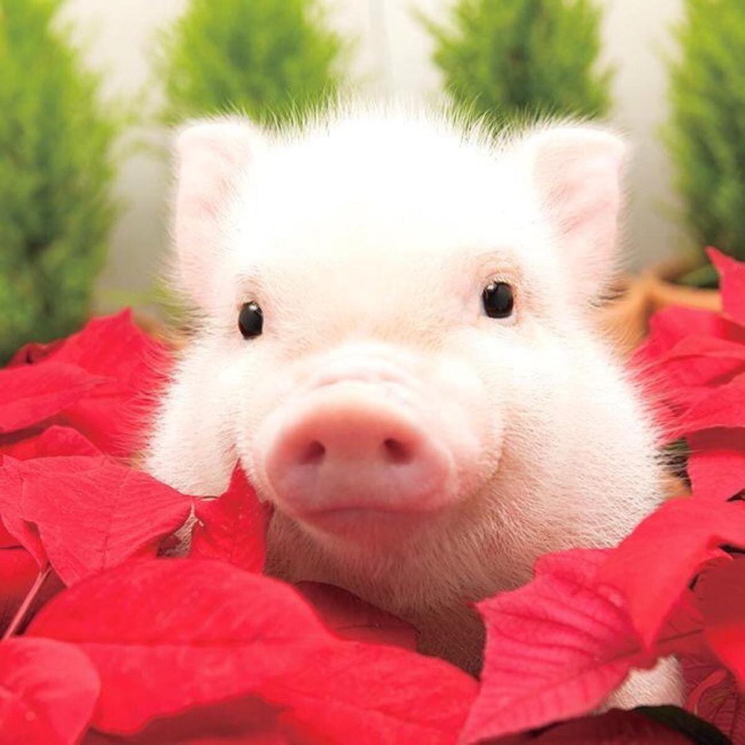 🌈🌈🐷🐷🐷🌈🌈