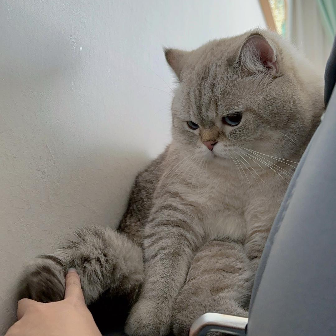 啵啵饱