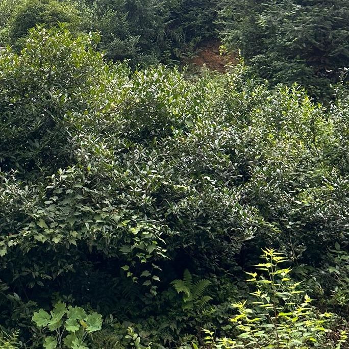 小七茶叶1
