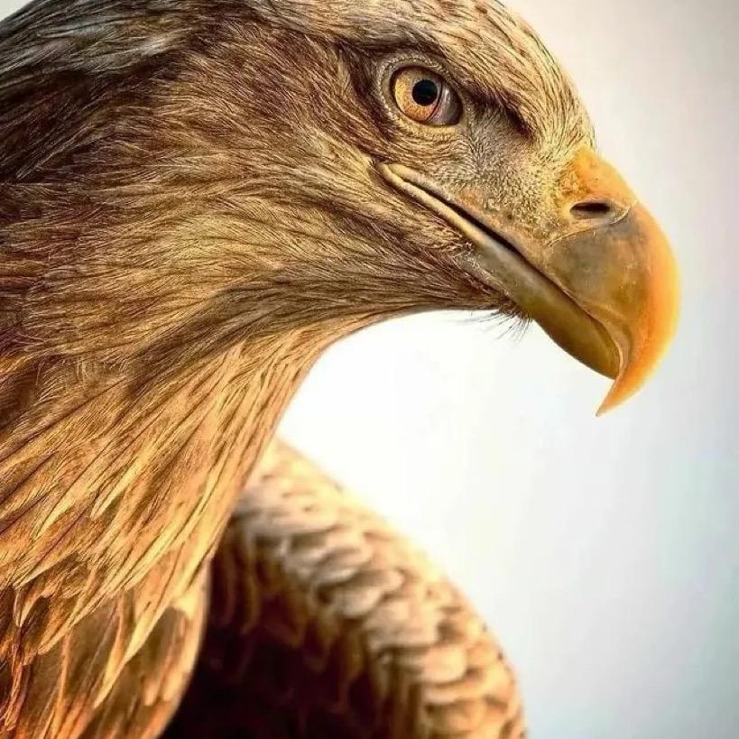 雄鹰一样的男人🦅