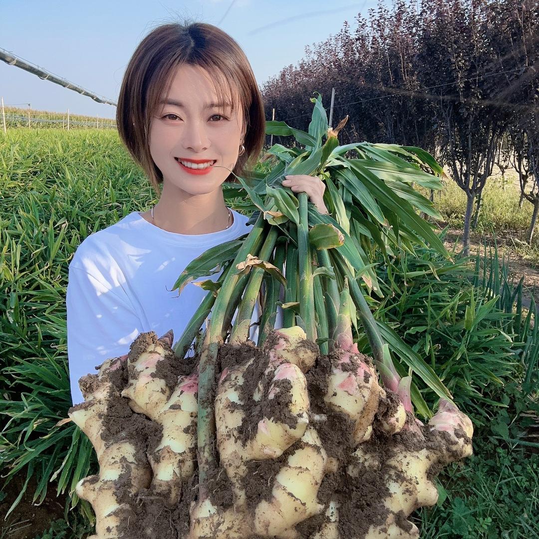 阳帆农业一花儿