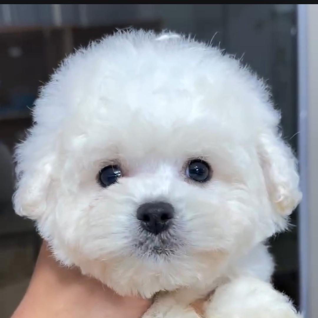 本之宠连锁犬舍《创始人》