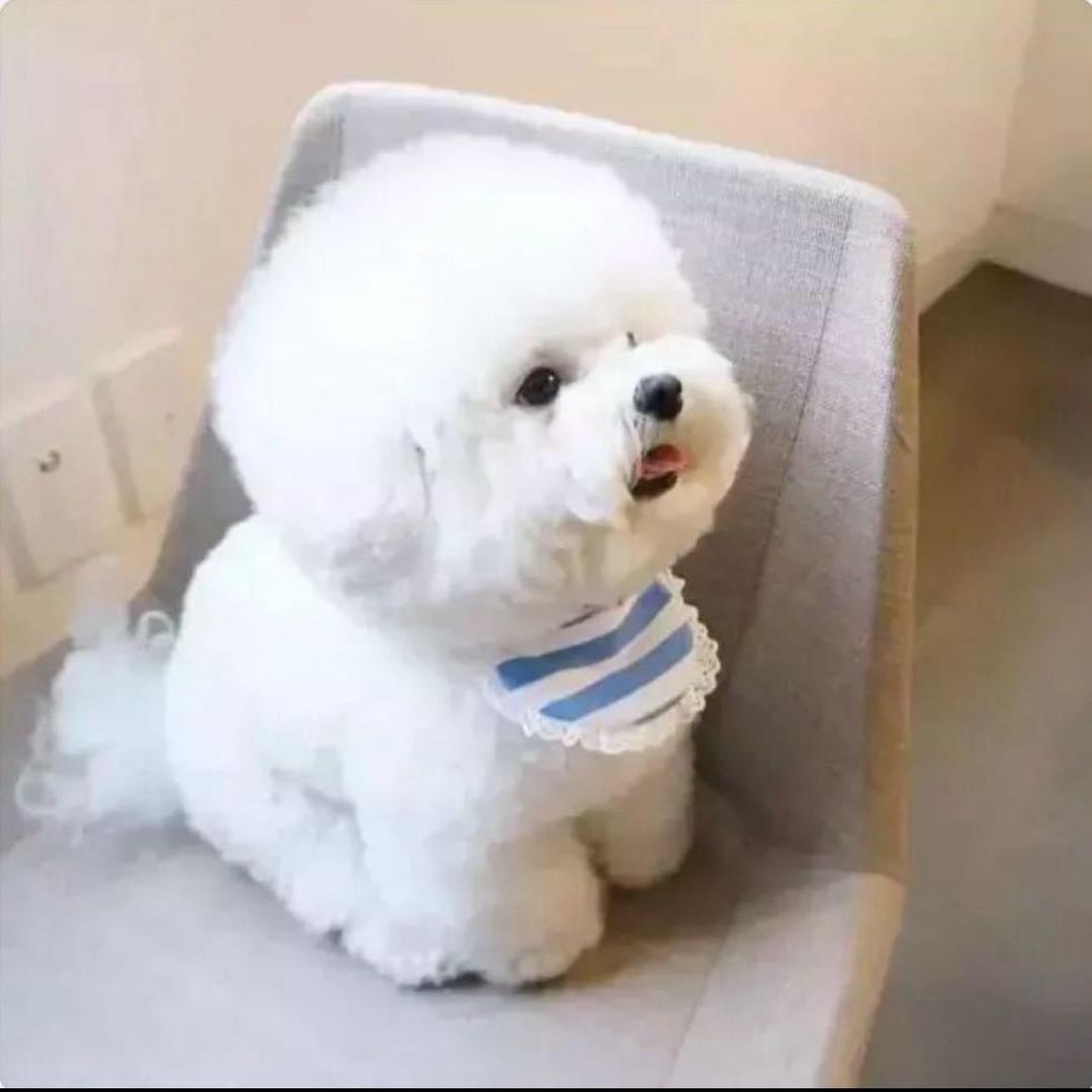 M萌系爱宠家
