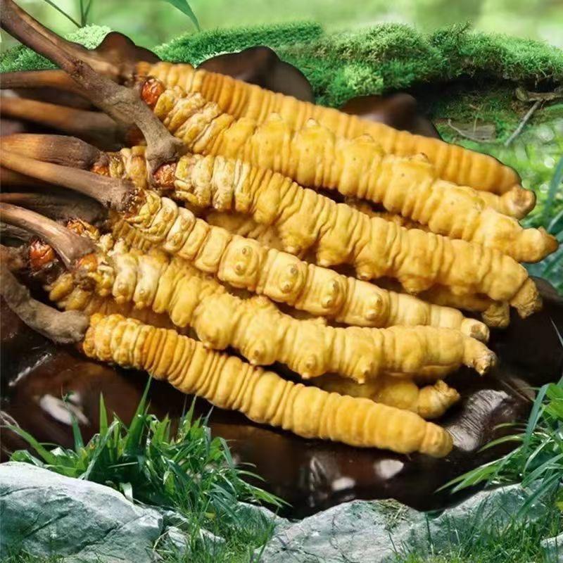 氧汐滋补旗舰店