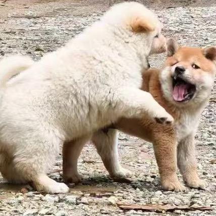 小阳田园土猎
