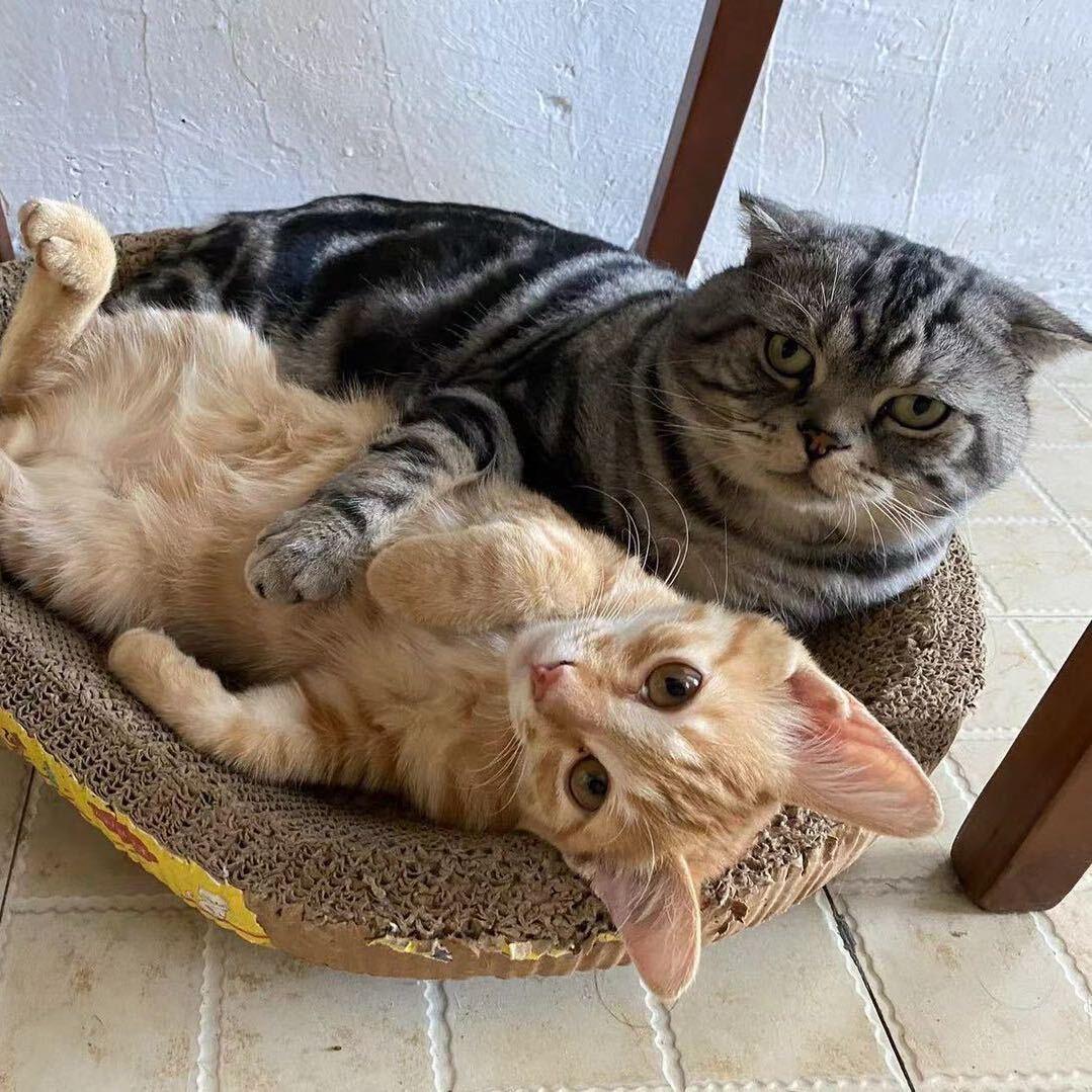 猫皮君要上进